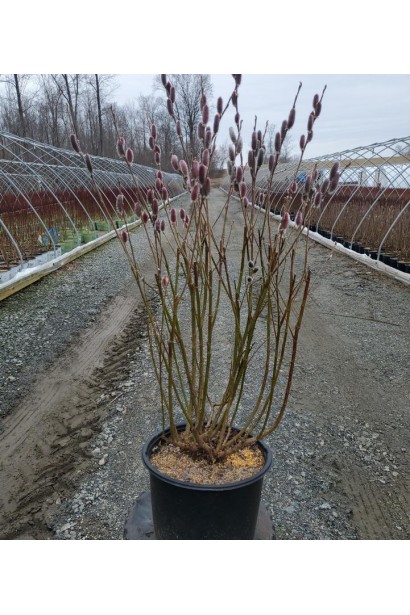 Верба тонкостовбурова Маунт Асо саджанець в горщику